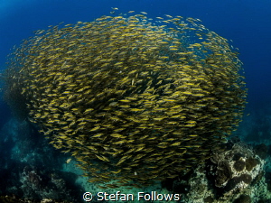 The Hive ... Oxeye Scad - Selar boops. Sail Rock, Thailan... by Stefan Follows 